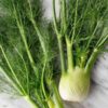 fennel-florence-seeds-1