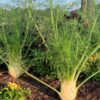 fennel-florence-seeds-2