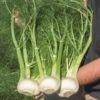 fennel-florence-seeds-4