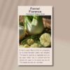 fennel-front