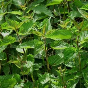 Nettle Stinging