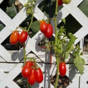 Tomato Roma