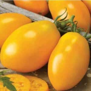 Tomato Golden Roma