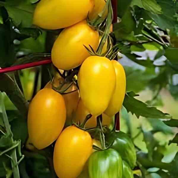 tomato-golden-roma-seeds-2 tomato-golden-roma-seeds-2