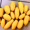 tomato-golden-roma-seeds-4