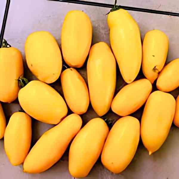 tomato golden roma seeds 4