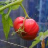 tomato-rouge-de-marmand-seeds-1