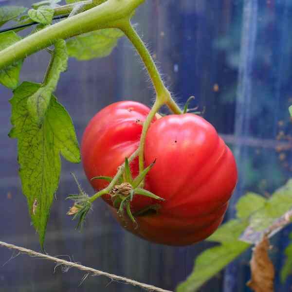 tomato-rouge-de-marmand-seeds-1 tomato-rouge-de-marmand-seeds-1