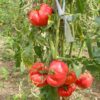 tomato-rouge-de-marmand-seeds-2