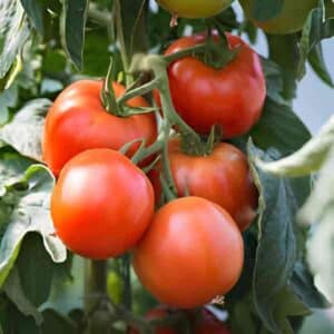 Tomato San Pierre