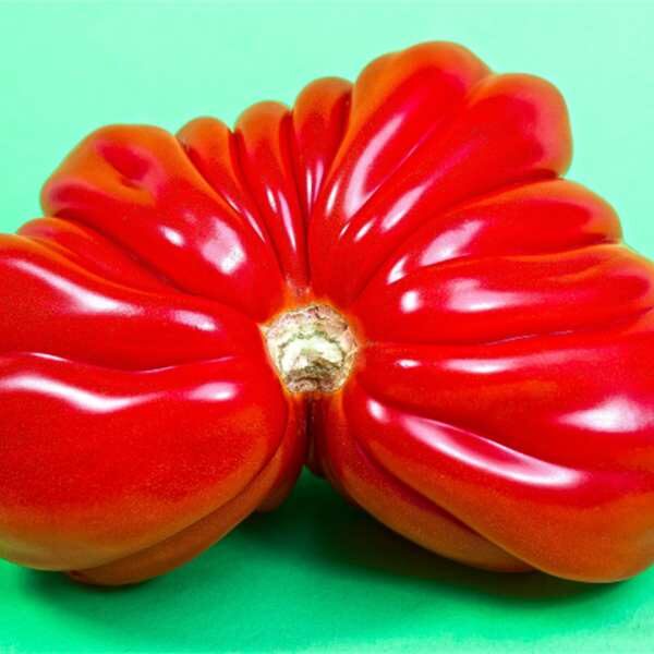 tomato-santorini-seeds a single Santorini tomato sitting on a turquoise cloth