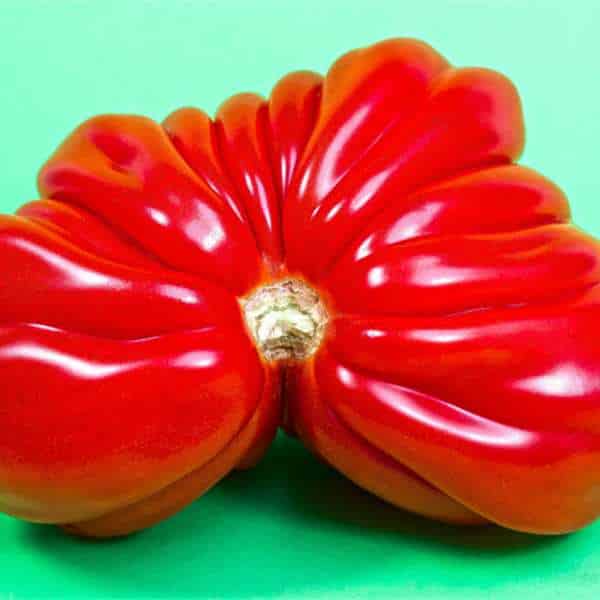 tomato santorini seeds