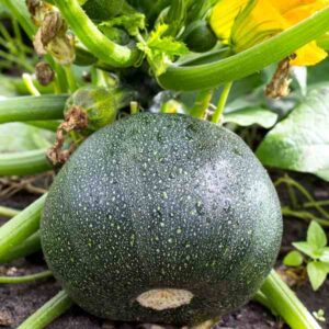 zucchini-ronde-de-nice-seeds-3