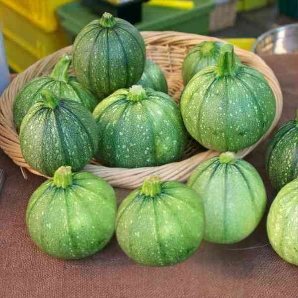 zucchini ronde de nice seeds 6