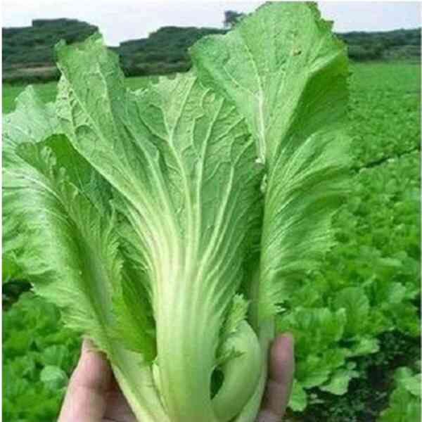 gai-choi-seeds gai-choi-seeds