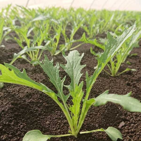 mizuna-green-streak-seeds-1 mizuna-green-streak-seeds-1