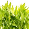 mizuna_golden_streak_seeds