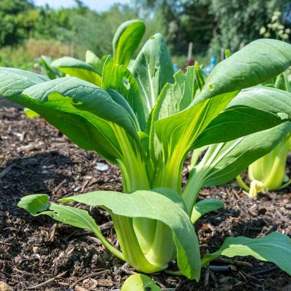 mustard-spinach-gai-choi-seeds-1 mustard-spinach-gai-choi-seeds-1
