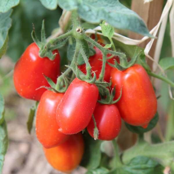 tomato-napoli-seeds tomato-napoli-seeds