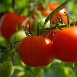 Tomato Grosse Lisse