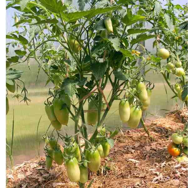 tomato-san-marzano-seeds-3 tomato-san-marzano-seeds-3