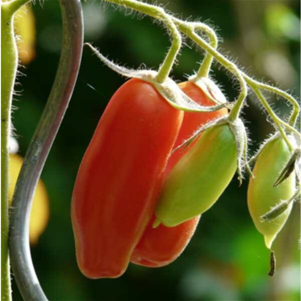 tomato-san-marzano-seeds tomato-san-marzano-seeds