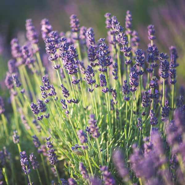 Copy of lavander-vera-seed4 Copy of lavander-vera-seed4