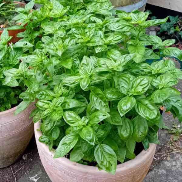 basil-gecofure-seeds-6 basil-gecofure-seeds-6