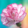 carnation-enfante-de-nice-mix-1