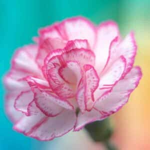 carnation-enfante-de-nice-mix-1