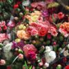 carnation-enfante-de-nice-mix-2