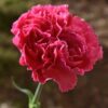 carnation-enfante-de-nice-mix-3