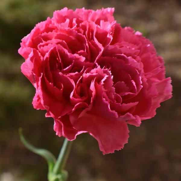 carnation-enfante-de-nice-mix-3 carnation-enfante-de-nice-mix-3