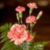 carnation-enfante-de-nice-mix-5