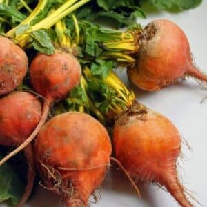 Radish Golden