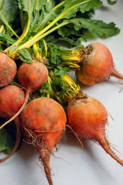 golden-radish-heirloom-seeds golden-radish-heirloom-seeds