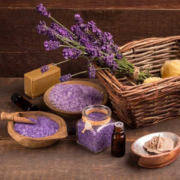 lavander-vera-seed2 lavander-vera-seed2