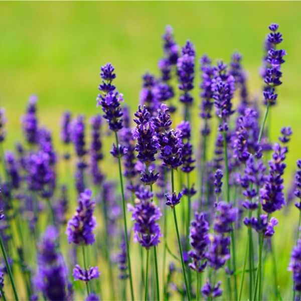 lavender-vera-seed lavender-vera-seed