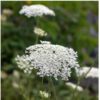 queen-annes-lace-seeds-1