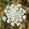 queen-annes-lace-seeds-2