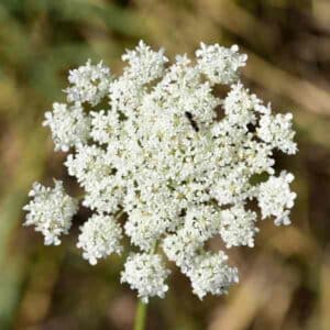 queen-annes-lace-seeds-2