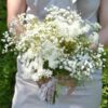 queen-annes-lace-seeds-3