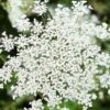 queen-annes-lace-seeds-6