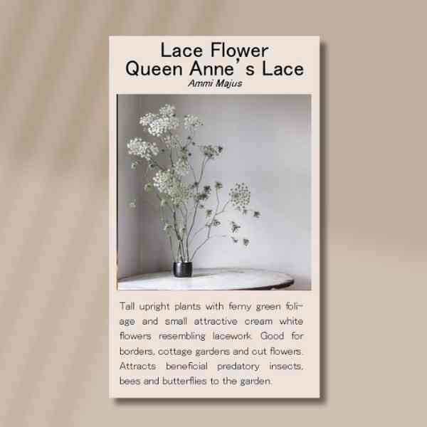 queen-annes-lace-seeds-front queen-annes-lace-seeds-front
