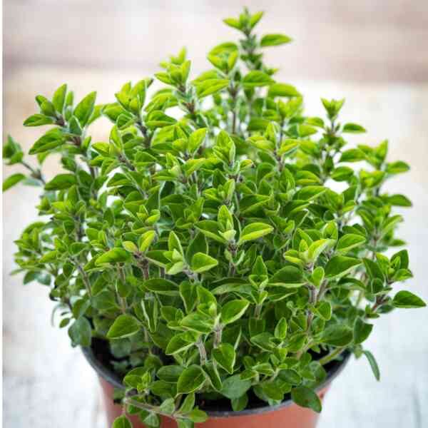 greek-oregano-seeds-3 greek-oregano-seeds-3
