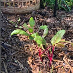 silverbeet-magenta-seeds-2