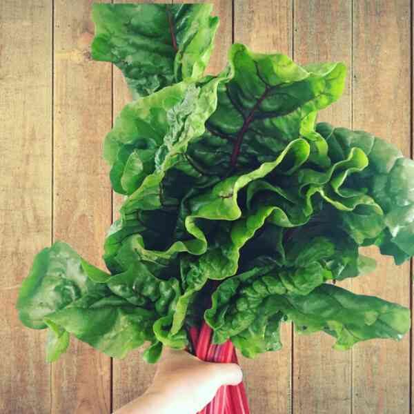 silverbeet-magenta-seeds-4 silverbeet-magenta-seeds-4