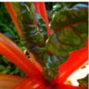 silverbeet-magenta-seeds-5