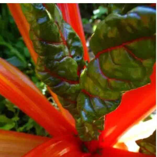 silverbeet-magenta-seeds-5 silverbeet-magenta-seeds-5
