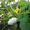 squash-bennings-green tint-seeds-3